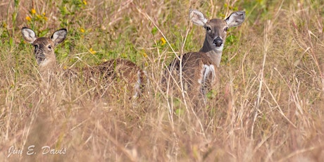 Imagem principal de WISE Nature Walks - Half Moon