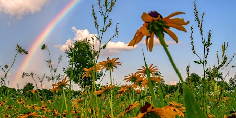 2024 Summer Nature Journaling-July