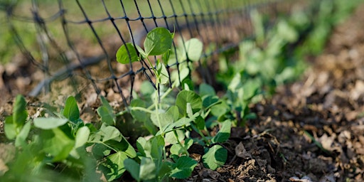 Hauptbild für Introduction to Sustainable Home Food Production