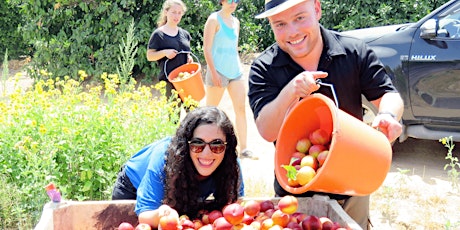 התנדבות קטיף תותים - Harvest Picking Volunteering primary image