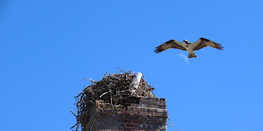 Primaire afbeelding van Spring Birding at Sandy Hook