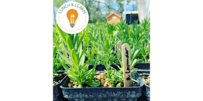 Primaire afbeelding van Lunch&Learn:Growing Your Own Culinary & Medicinal Herb Garden w/ Smart Farm