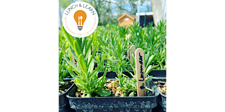 Lunch&Learn:Growing Your Own Culinary & Medicinal Herb Garden w/ Smart Farm