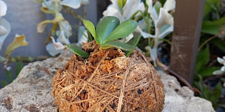 Kokedama plant class