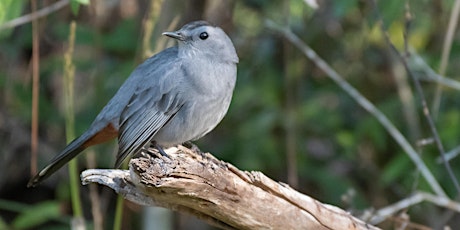 Imagen principal de WISE Nature Walks - Hog Island