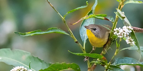 WISE Nature Walks - Fickett Hammock Preserve primary image