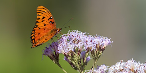 Imagem principal de WISE Nature Walks - Lake Okahumpka