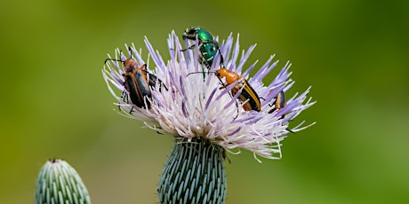 Hauptbild für WISE Nature Walks - Fickett Hammock Preserve