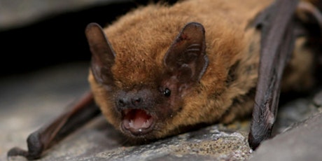 Bat Walk at Warley Woods CANCELLED DUE TO POOR WEATHER primary image