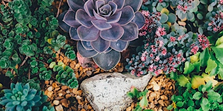 Introduction to Succulent primary image