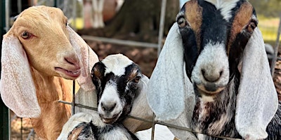 Primaire afbeelding van Goat Basics Homestead Class