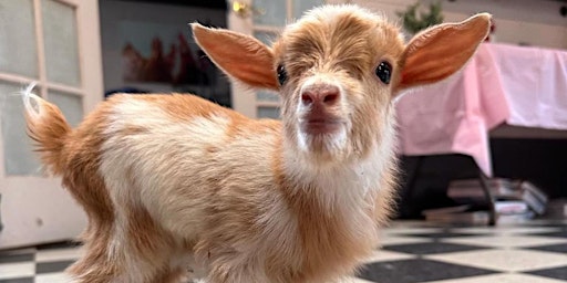Bendy & Bubbly Goat Yoga Brunch  primärbild