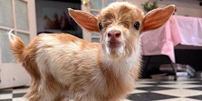 Imagem principal do evento Bendy & Bubbly Goat Yoga Brunch