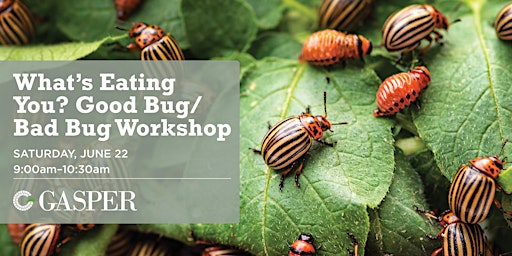 Imagem principal de What's Eating You? Good Bug/Bad Bug Workshop