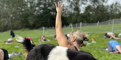 Imagem principal do evento Goat Yoga Season Opener