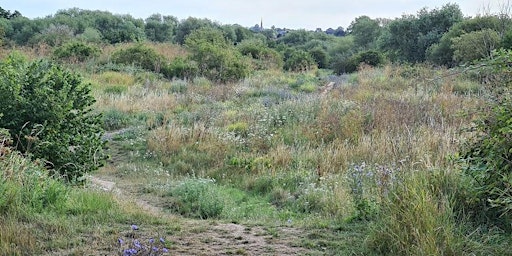 Molesey Heath wildlife walk  primärbild