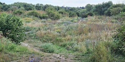 Primaire afbeelding van Molesey Heath wildlife walk