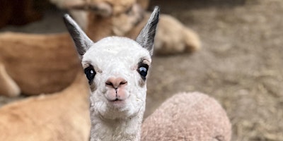 Hauptbild für Alpaca Visit: Feeding & More