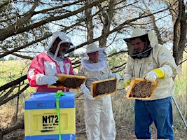 Hauptbild für Beekeeping Workshop