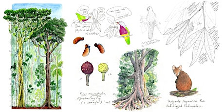 Rainforest structure and ecology: Nature journaling workshop primary image