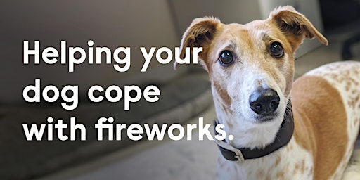 Imagen principal de Helping your dog cope with fireworks (Pre-recorded workshop)