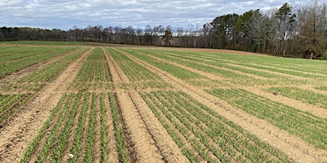 Imagen principal de Wheat Management Drop-In Field Day