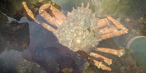 Extreme Rockpool Safari primary image