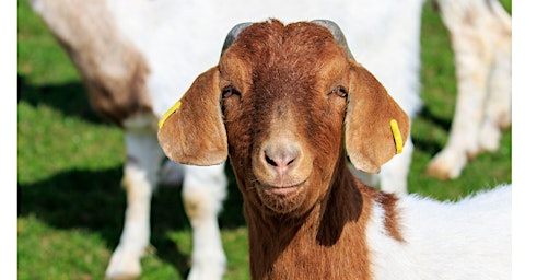 Image principale de Coffee, Cocoa and Cuddles (with goats) 2026