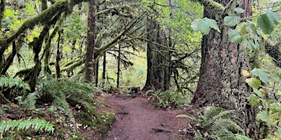 Image principale de Walk in the Woods
