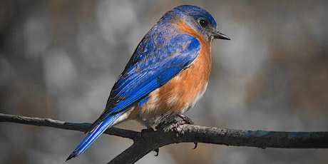 Call for Bluebird Monitoring Volunteers! Free Info Session with JoAnn