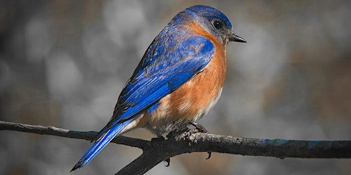 Primaire afbeelding van Call for Bluebird Monitoring Volunteers! Free Info Session with JoAnn
