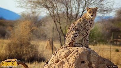 Living with Cheetahs: Humans and Wildlife Can Flourish Together primary image