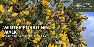 Immagine principale di Winter Foraging Walk 