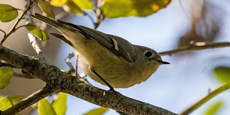 Winter BioBlitz at Hellyer Park primary image