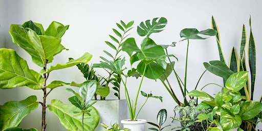 Image principale de Houseplants 101 (FREE EVENT)