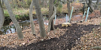 Hauptbild für Tree Planting along Mill Creek - Riparian Buffer and Reforestation - 2024