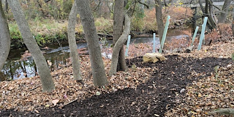 Tree Planting along Mill Creek - Riparian Buffer and Reforestation - 2024