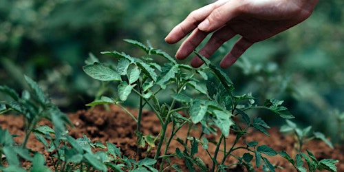 Hauptbild für Aromatherapy for Gardeners