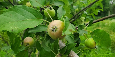 Hauptbild für Exploring the Heritage Apple & Chestnut Orchard with Sarah Rollison