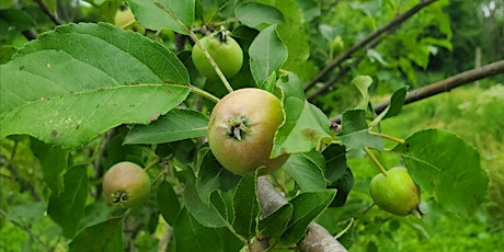 Exploring the Heritage Apple & Chestnut Orchard with Sarah Rollison