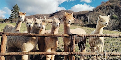 Image principale de CONOSCIAMO GLI ALPACA