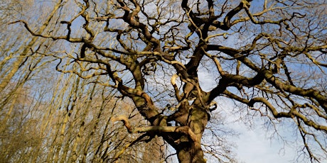 Primaire afbeelding van Winter Tree Identification Walking Tour