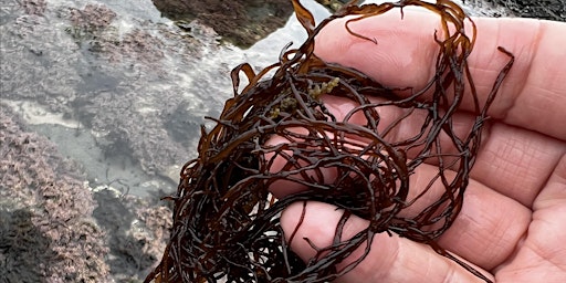 Imagem principal de Northumberland Coastal & Salt Marsh Foraging Experience