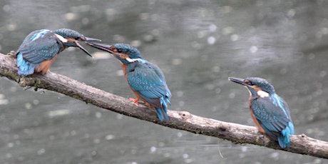 Morning visit to RSPB Rye Meads  primärbild