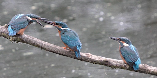 Image principale de Morning visit to RSPB Rye Meads