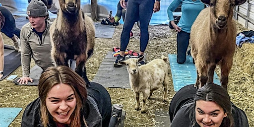 Immagine principale di Goat Yoga & Wine Tasting 