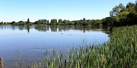 Morning birding visit to Hillfield Reservoir