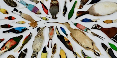 Immagine principale di Sightlines: Citizen Scientists and Avian Research with Robyn Bailey 