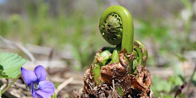 Imagem principal de Spring Forest Bathing: shinrin-yoku