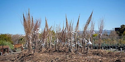 Bare Root Tree Planting at the Nursery (Moderate to Heavy Intensity) primary image